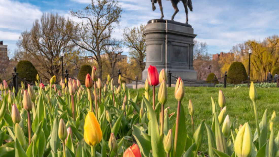 Tulips11
