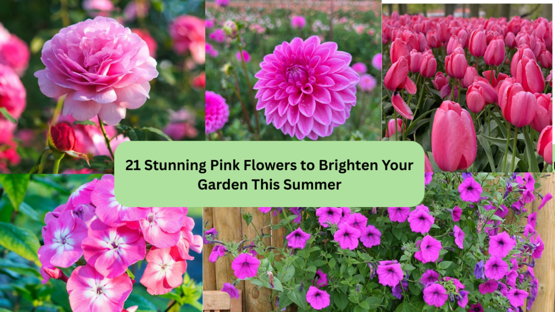 21 Stunning Pink Flowers to Brighten Your Garden This Summer