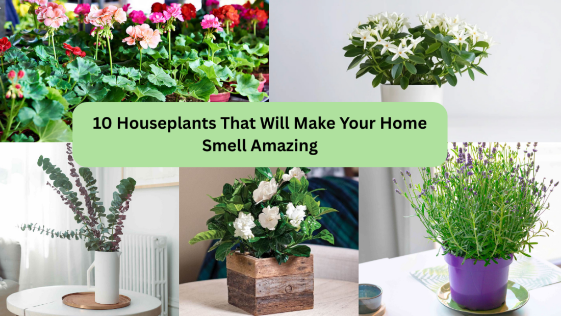 10 Houseplants That Will Make Your Home Smell Amazing