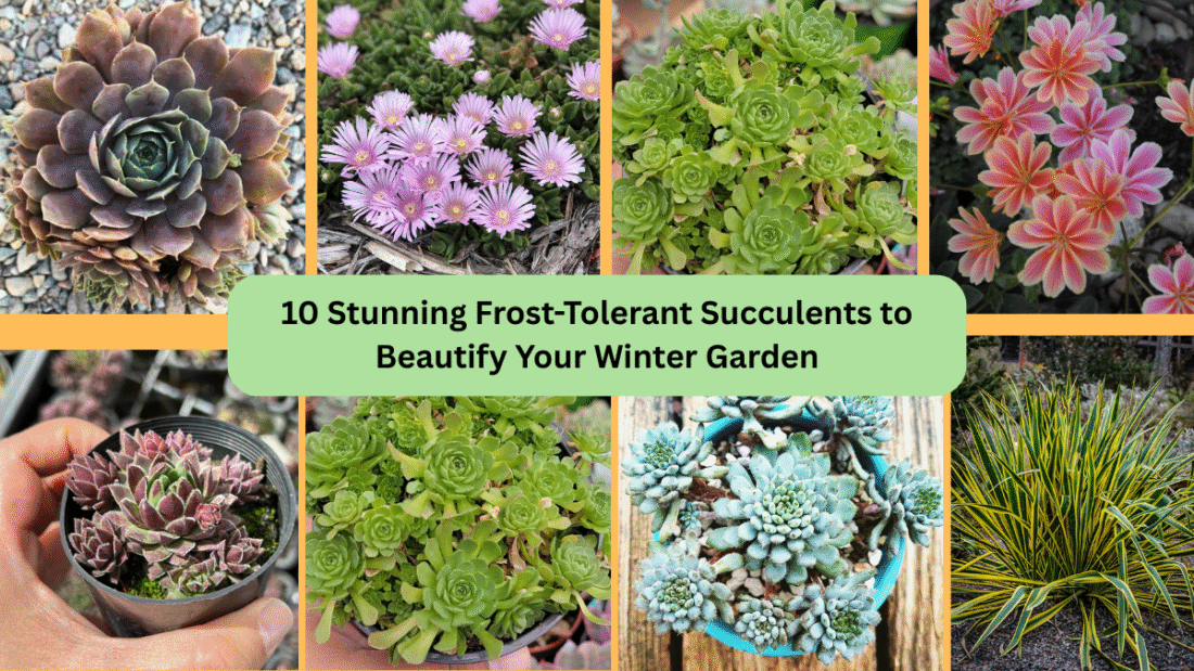10 Stunning Frost-Tolerant Succulents to Beautify Your Winter Garden