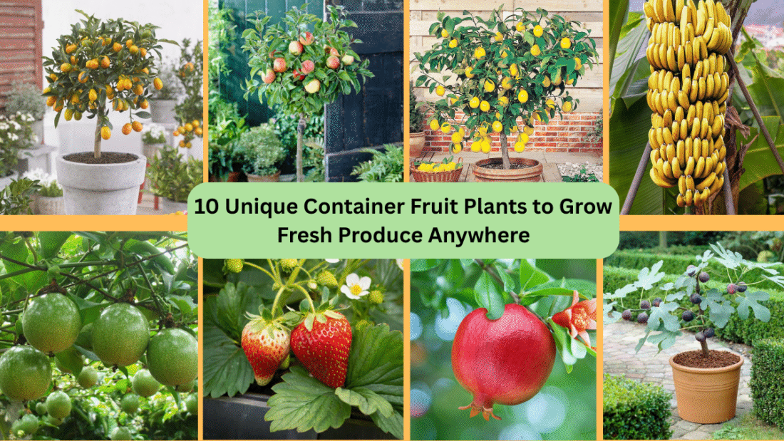 10 Unique Container Fruit Plants to Grow Fresh Produce Anywhere