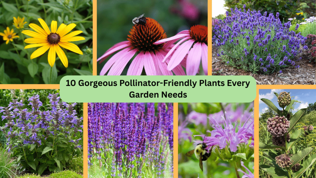 10 Gorgeous Pollinator-Friendly Plants Every Garden Needs
