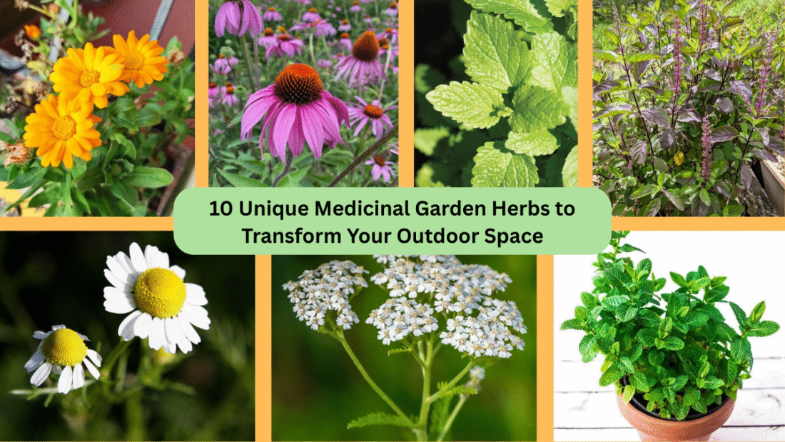 10 Unique Medicinal Garden Herbs to Transform Your Outdoor Space