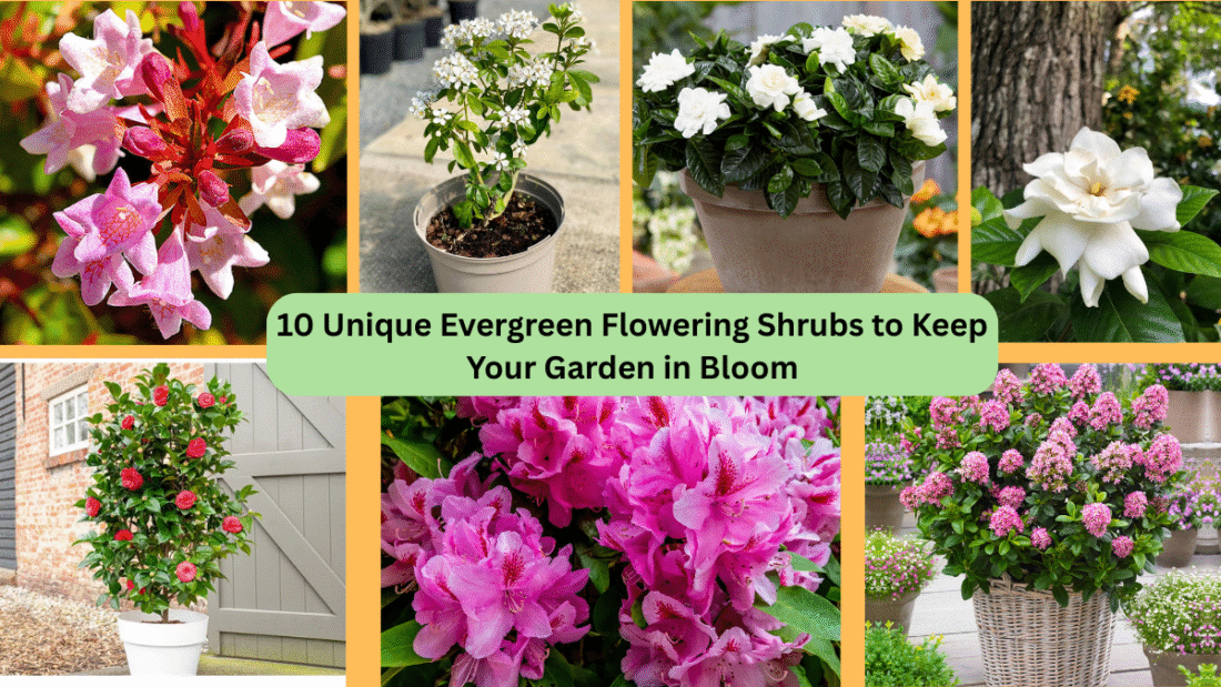 10 Unique Evergreen Flowering Shrubs to Keep Your Garden in Bloom