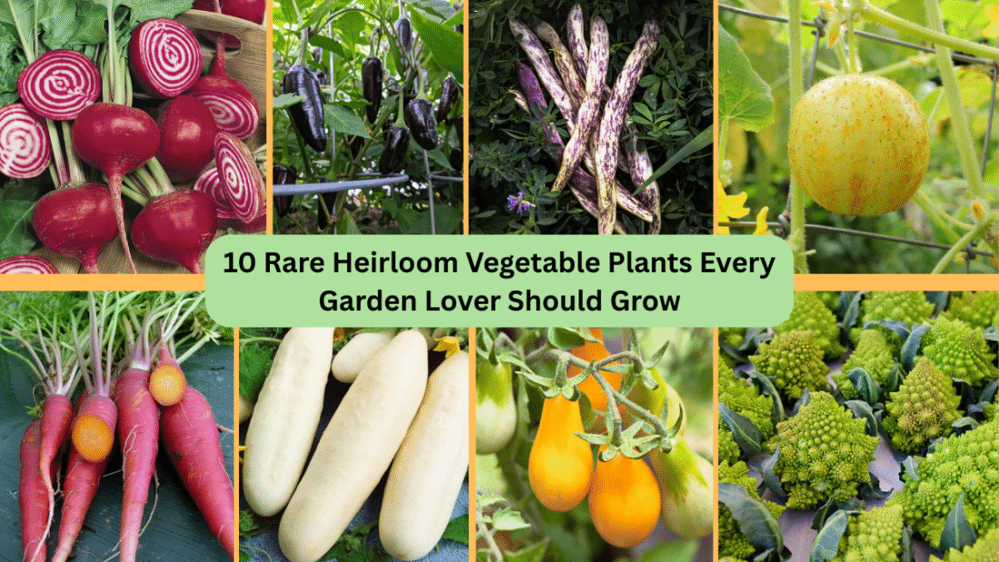 10 Rare Heirloom Vegetable Plants Every Garden Lover Should Grow