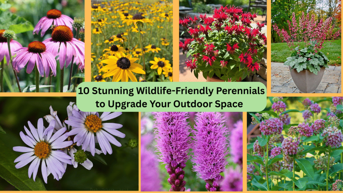10 Stunning Wildlife-Friendly Perennials to Upgrade Your Outdoor Space  