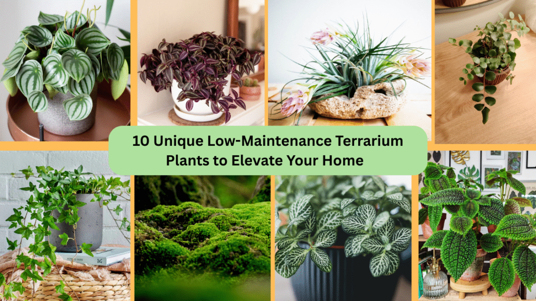 10 Unique Low-Maintenance Terrarium Plants to Elevate Your Home  