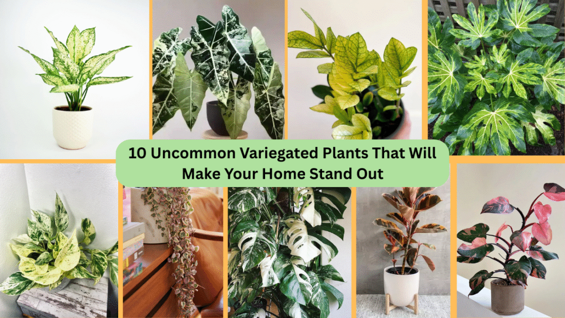 10 Uncommon Variegated Plants That Will Make Your Home Stand Out
