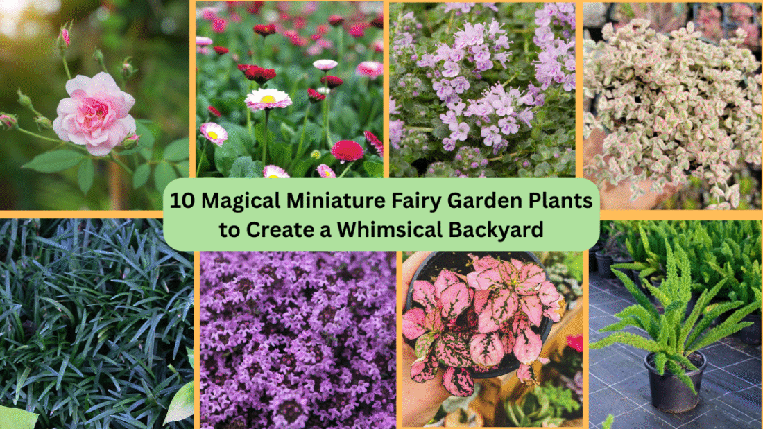 10 Magical Miniature Fairy Garden Plants to Create a Whimsical Backyard