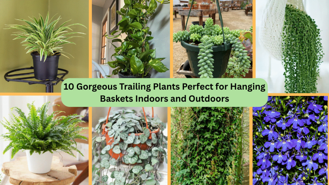 10 Gorgeous Trailing Plants Perfect for Hanging Baskets Indoors and Outdoors