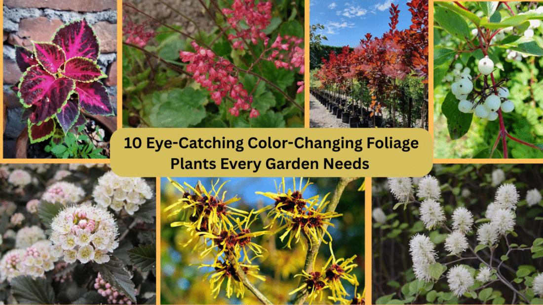 10 Eye-Catching Color-Changing Foliage Plants Every Garden Needs 