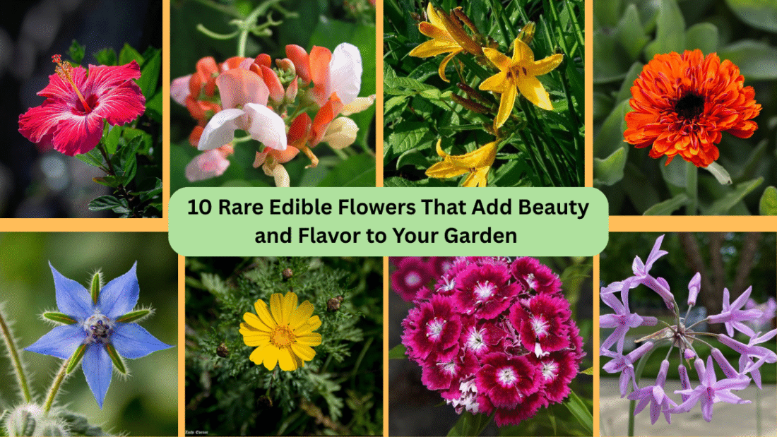 10 Rare Edible Flowers That Add Beauty and Flavor to Your Garden 