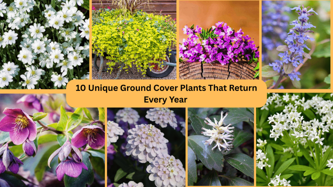 10 Unique Ground Cover Plants That Return Every Year 
