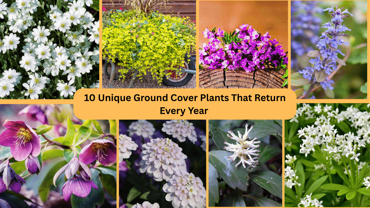 10 Unique Ground Cover Plants That Return Every Year 