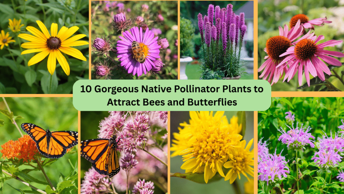 10 Gorgeous Native Pollinator Plants to Attract Bees and Butterflies