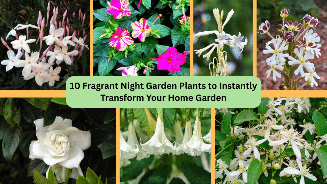 10 Fragrant Night Garden Plants to Instantly Transform Your Home Garden