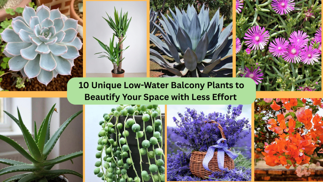 10 Unique Low-Water Balcony Plants to Beautify Your Space with Less Effort 