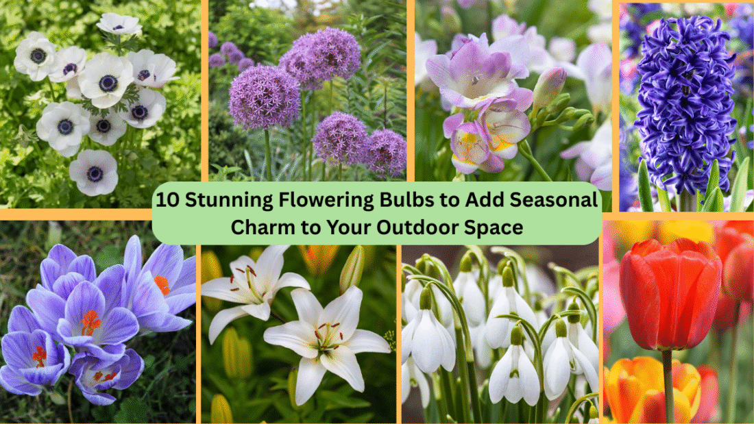 10 Stunning Flowering Bulbs to Add Seasonal Charm to Your Outdoor Space