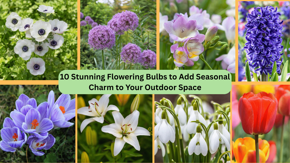 10 Stunning Flowering Bulbs to Add Seasonal Charm to Your Outdoor Space