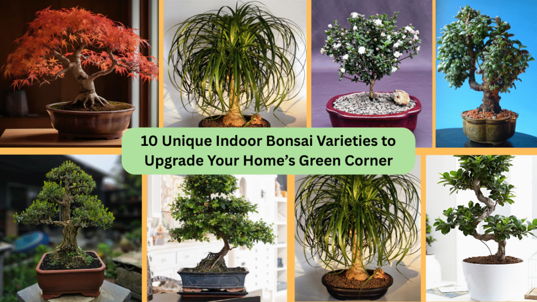 10 Unique Indoor Bonsai Varieties to Upgrade Your Home’s Green Corner