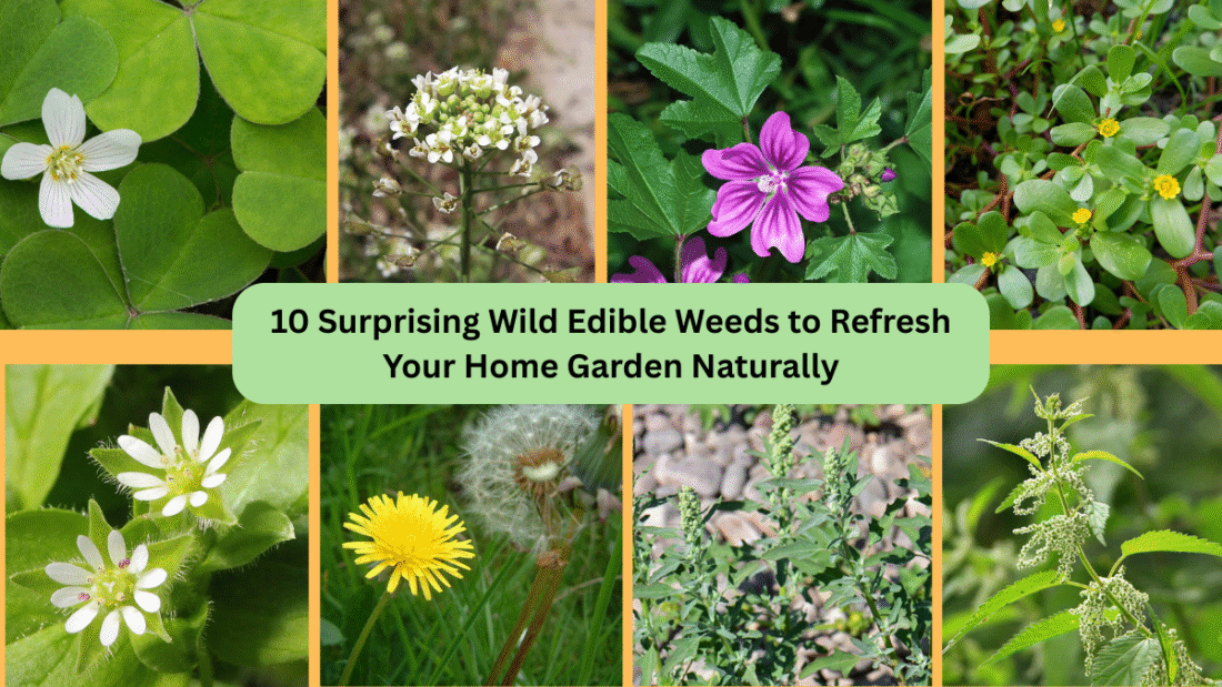 10 Surprising Wild Edible Weeds to Refresh Your Home Garden Naturally