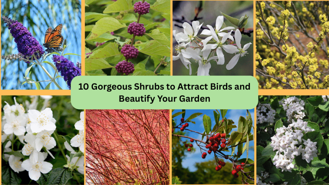 10 Gorgeous Shrubs to Attract Birds and Beautify Your Garden