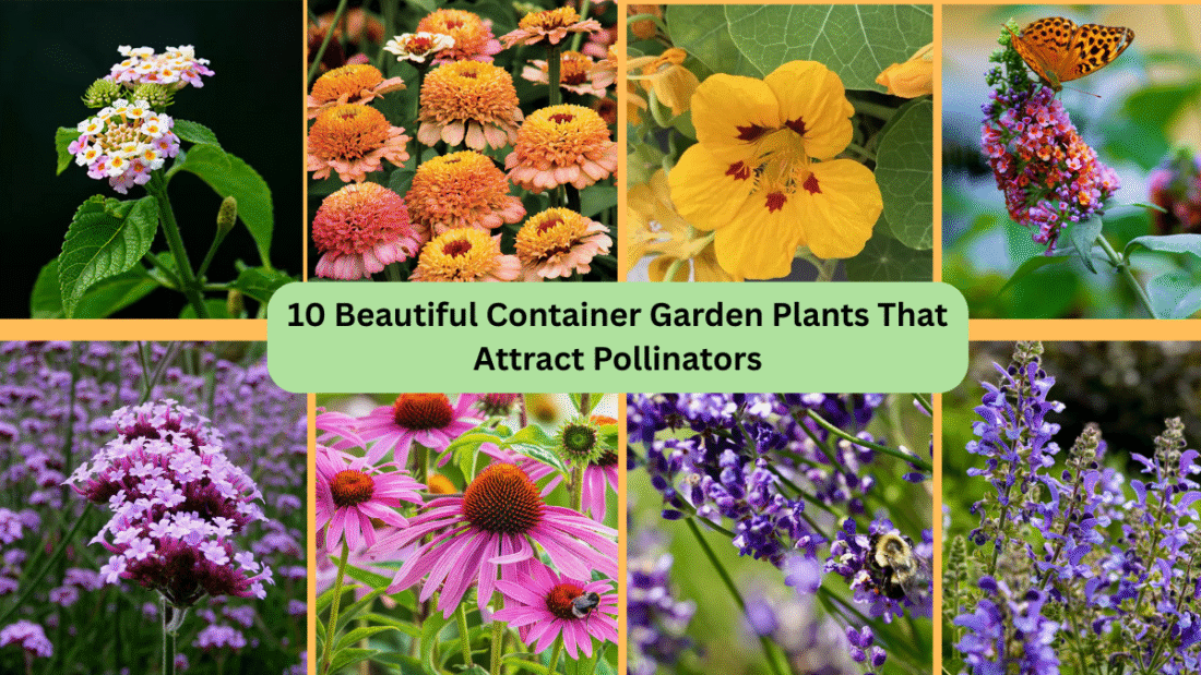 10 Beautiful Container Garden Plants That Attract Pollinators