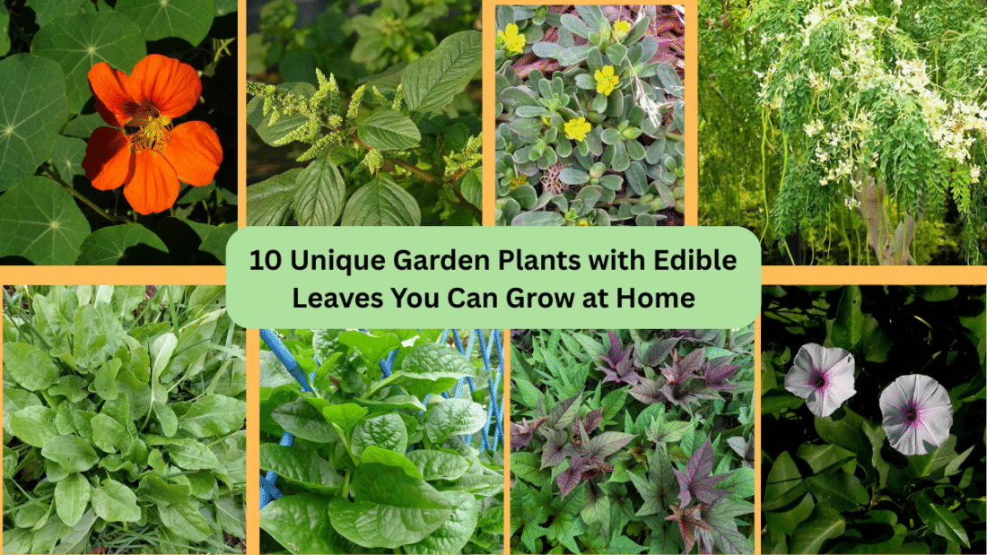 10 Unique Garden Plants with Edible Leaves You Can Grow at Home