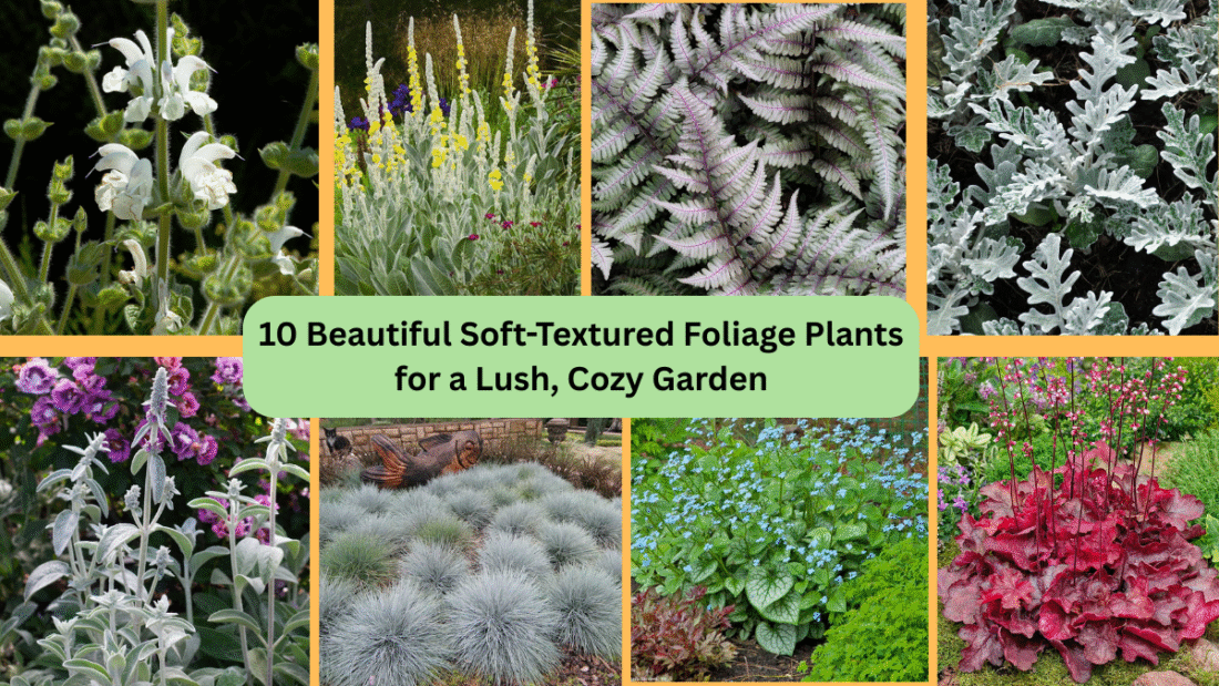 10 Beautiful Soft-Textured Foliage Plants for a Lush, Cozy Garden