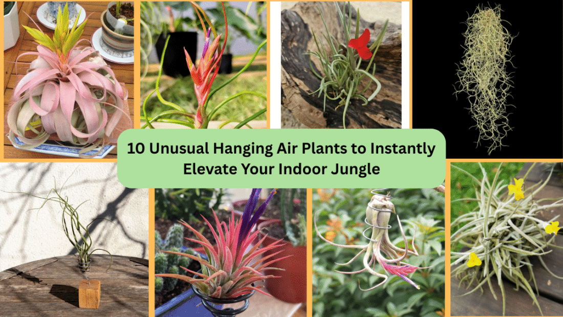 10 Unusual Hanging Air Plants to Instantly Elevate Your Indoor Jungle