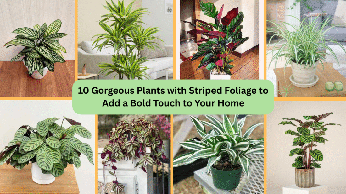 10 Gorgeous Plants with Striped Foliage to Add a Bold Touch to Your Home