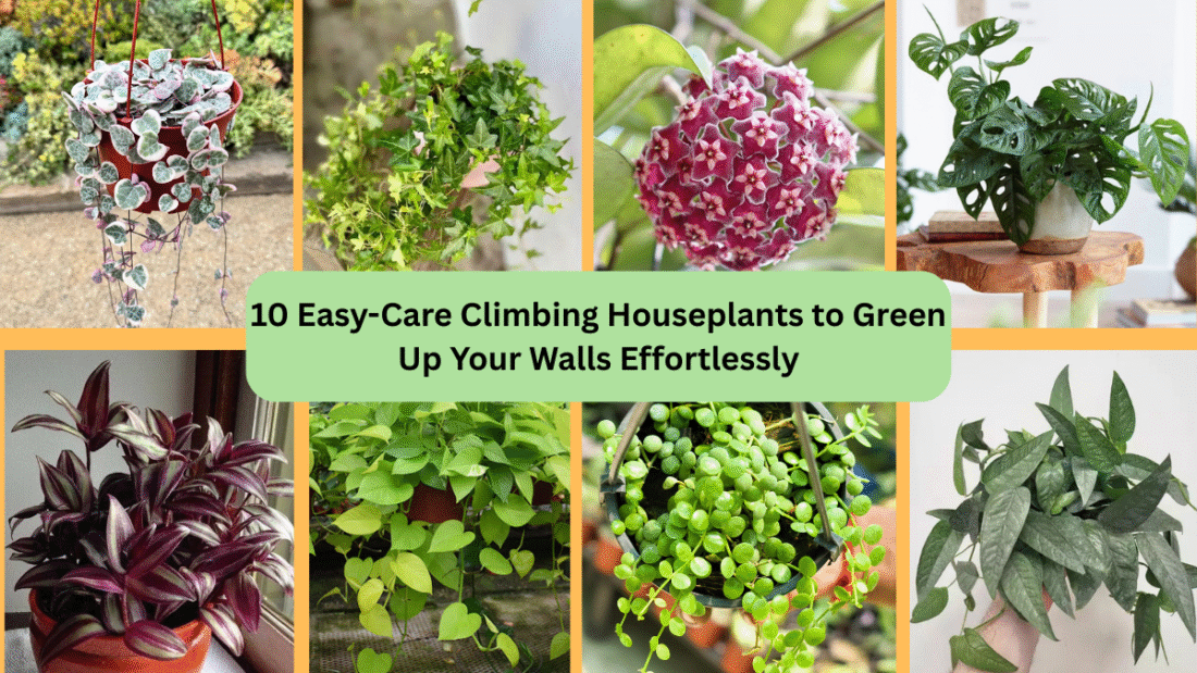 10 Easy-Care Climbing Houseplants to Green Up Your Walls Effortlessly
