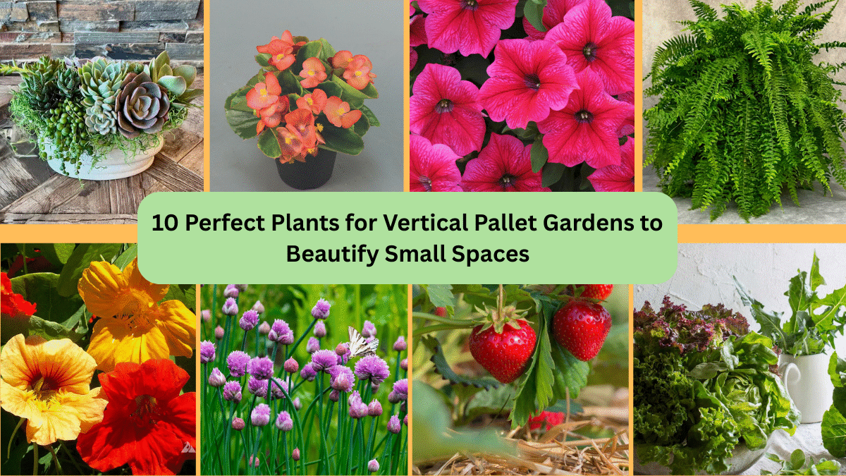 10 Perfect Plants for Vertical Pallet Gardens to Beautify Small Spaces