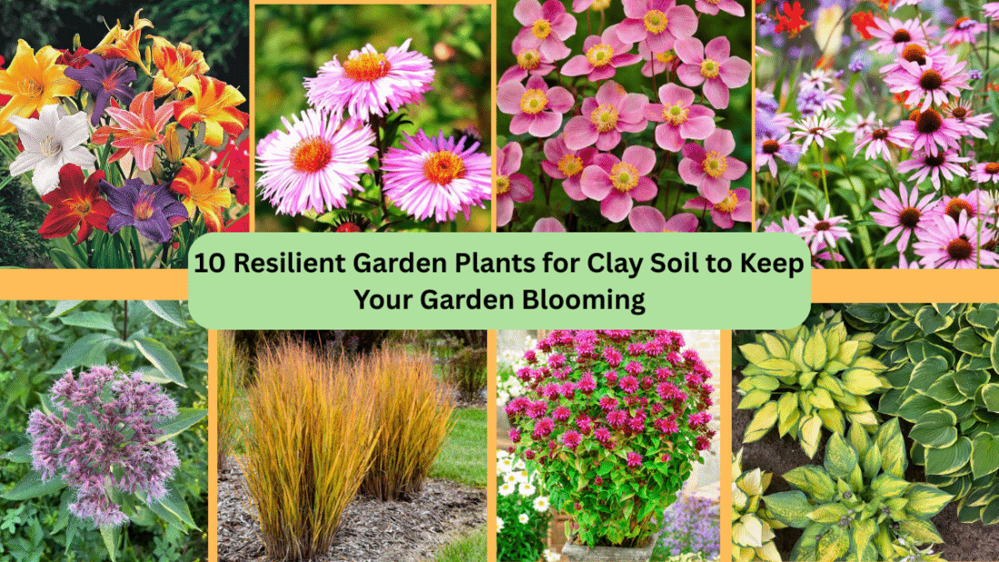 10 Resilient Garden Plants for Clay Soil to Keep Your Garden Blooming