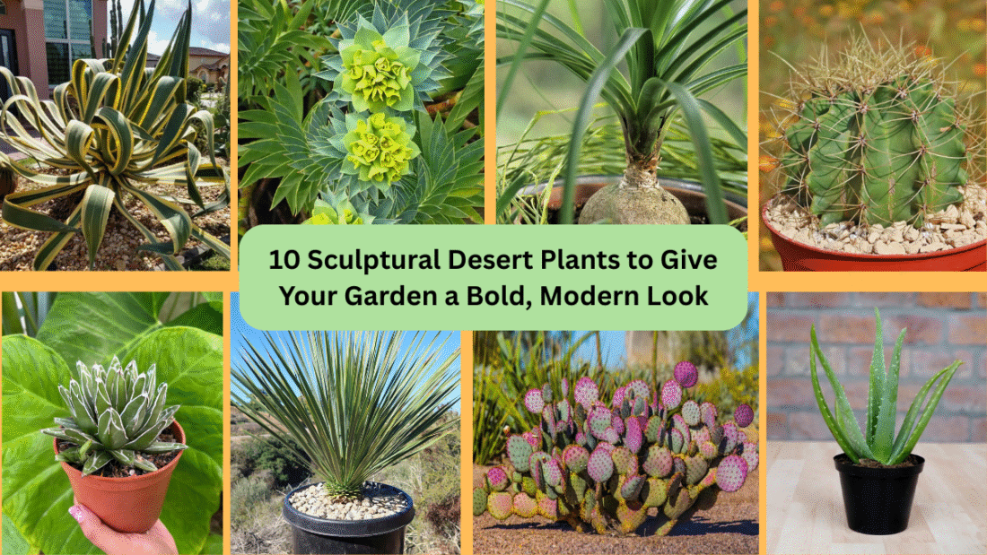10 Sculptural Desert Plants to Give Your Garden a Bold, Modern Look
