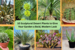 10 Sculptural Desert Plants to Give Your Garden a Bold, Modern Look