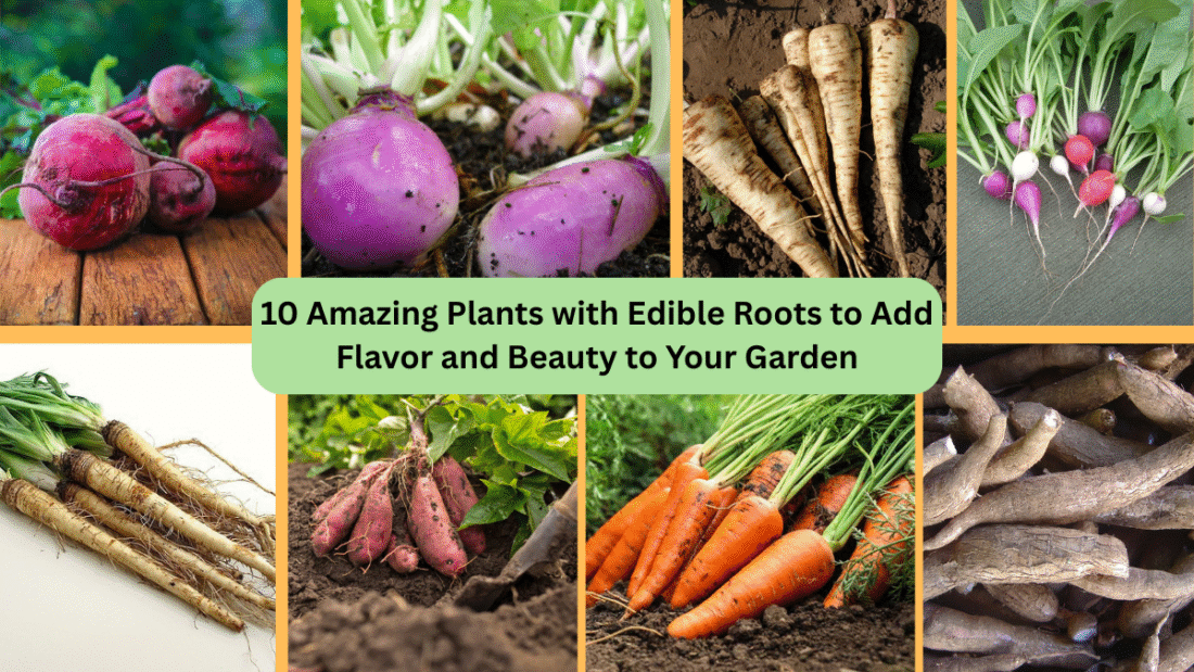 10 Amazing Plants with Edible Roots to Add Flavor and Beauty to Your Garden