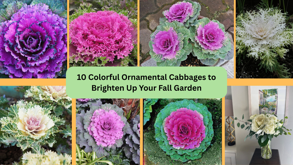 10 Colorful Ornamental Cabbages to Brighten Up Your Fall Garden