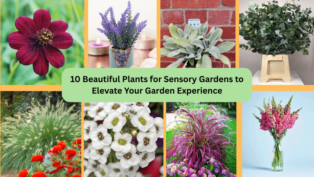10 Beautiful Plants for Sensory Gardens to Elevate Your Garden Experience