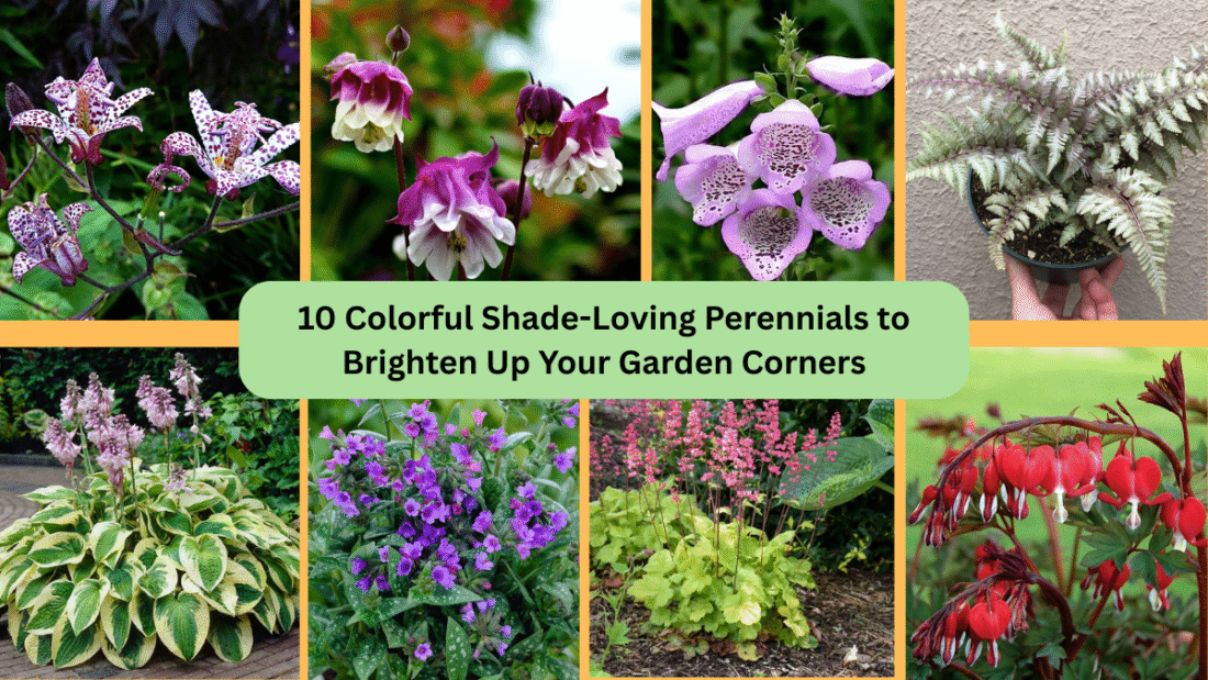 10 Colorful Shade-Loving Perennials to Brighten Up Your Garden Corners