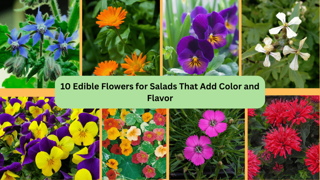 10 Edible Flowers for Salads That Add Color and Flavor