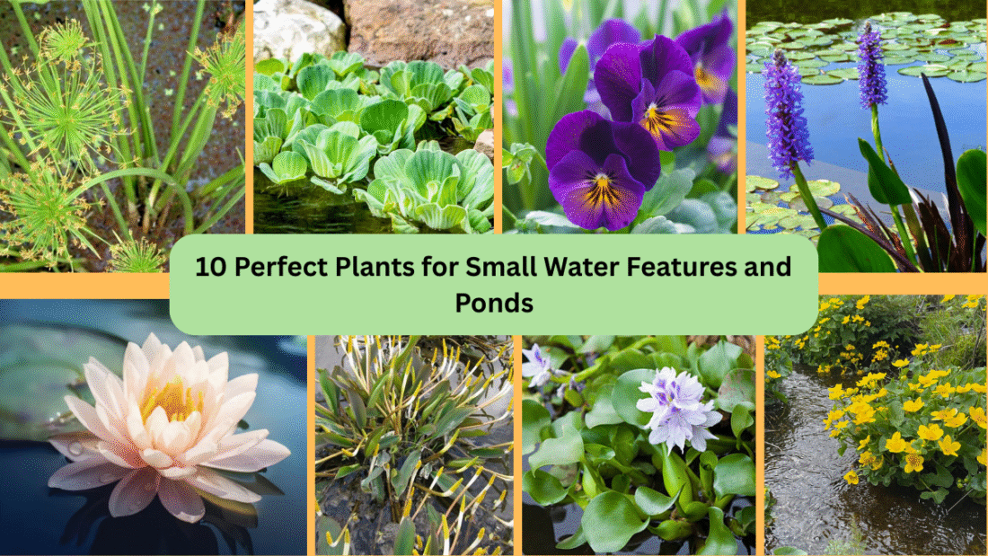 10 Perfect Plants for Small Water Features and Ponds