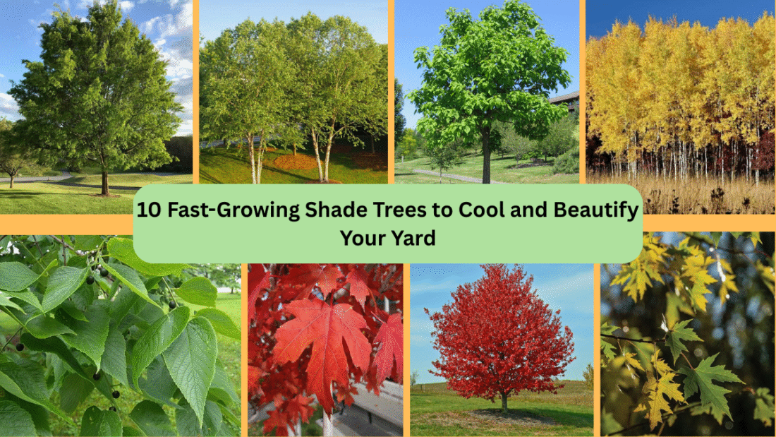 10 Fast-Growing Shade Trees to Cool and Beautify Your Yard