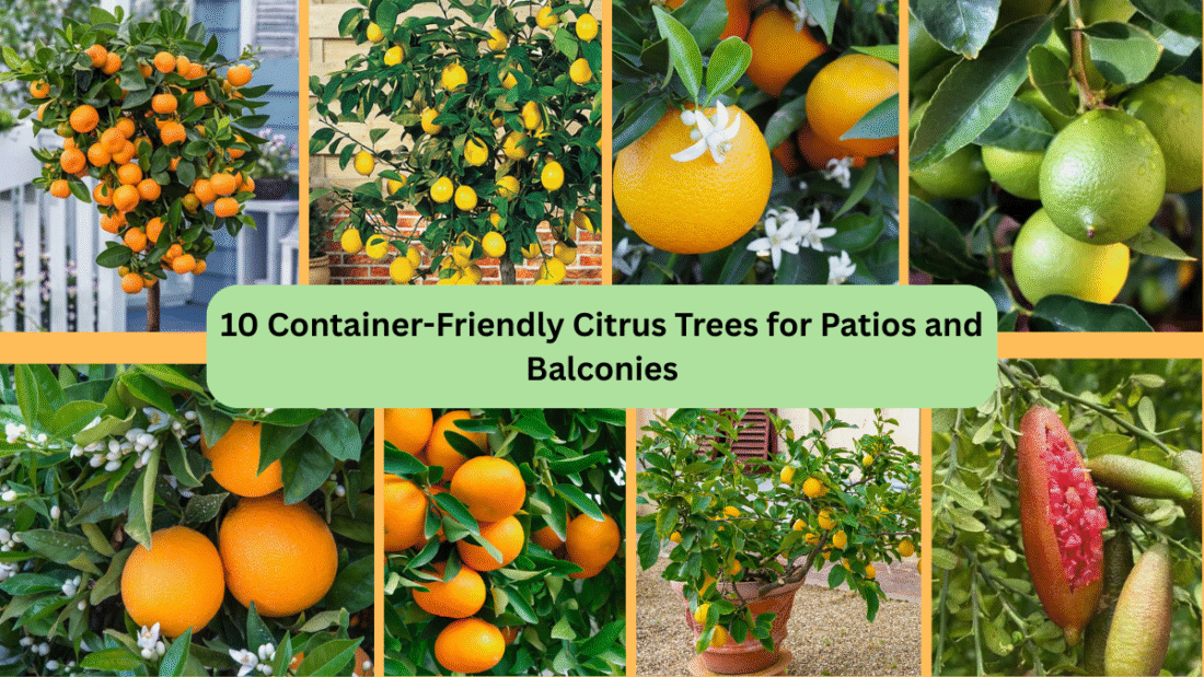 10 Container-Friendly Citrus Trees for Patios and Balconies