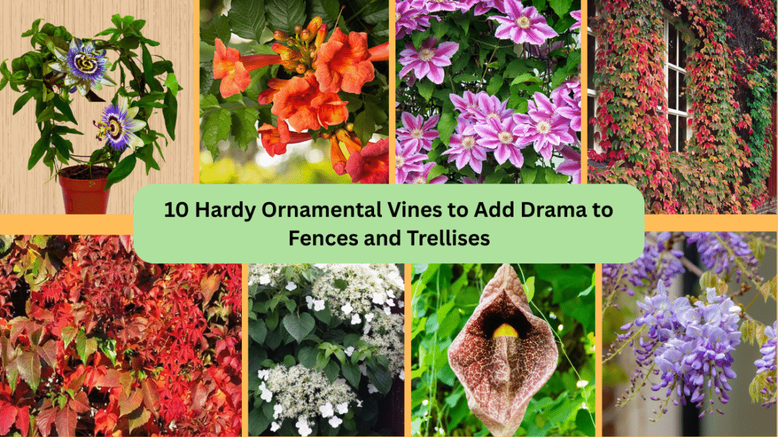 10 Hardy Ornamental Vines to Add Drama to Fences and Trellises