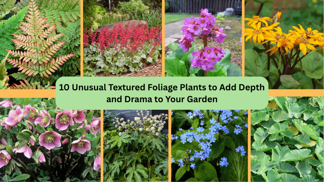 10 Unusual Textured Foliage Plants to Add Depth and Drama to Your Garden