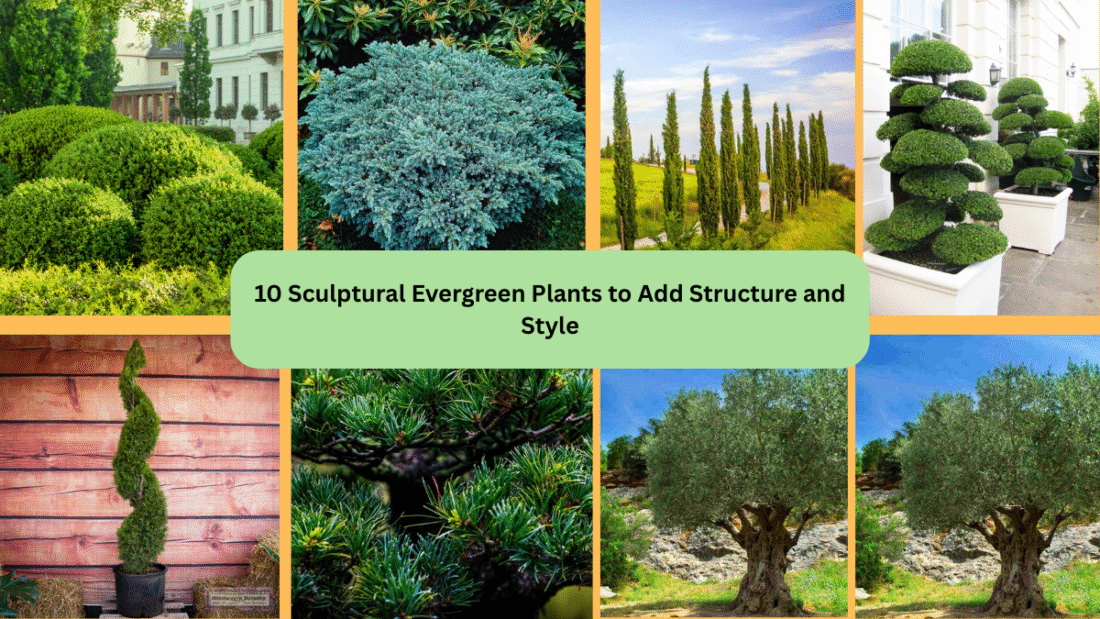 10 Sculptural Evergreen Plants to Add Structure and Style