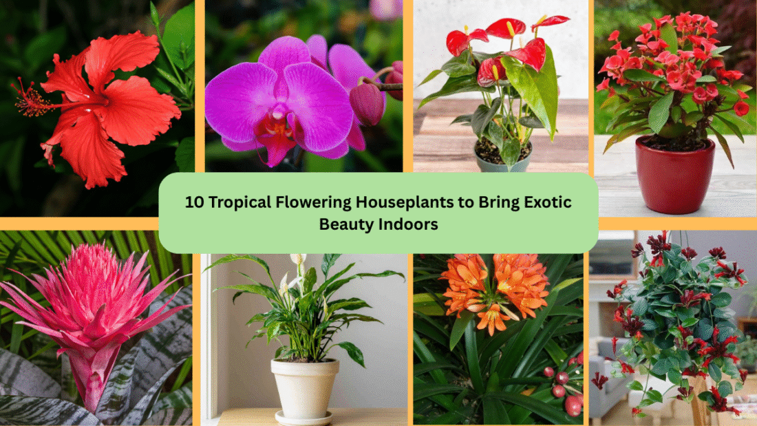 10 Tropical Flowering Houseplants to Bring Exotic Beauty Indoors