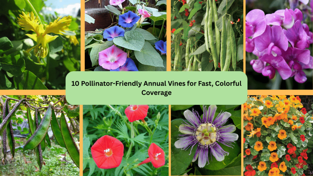 10 Pollinator-Friendly Annual Vines for Fast, Colorful Coverage