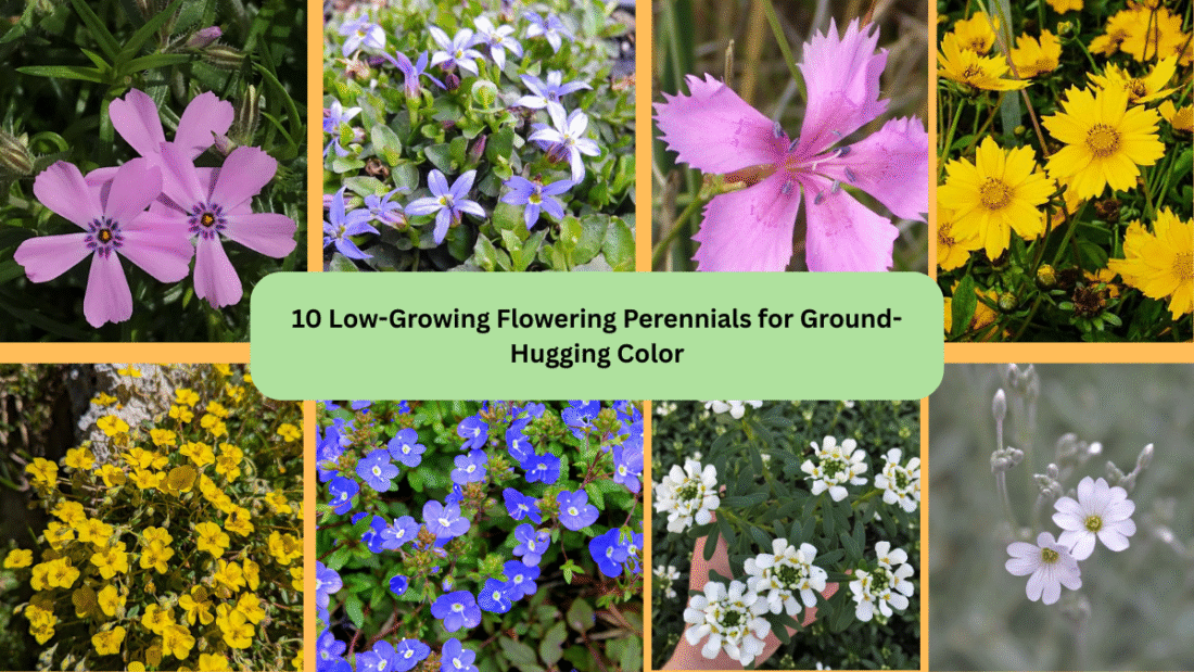 10 Low-Growing Flowering Perennials for Ground-Hugging Color